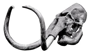 C0310_AR_Mammoth_skull